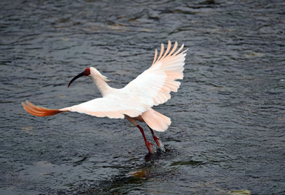 8日ツアー　野鳥・動物観察