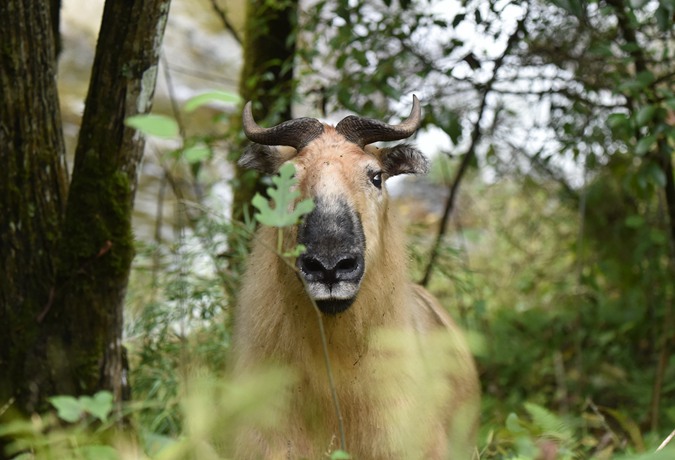 14日ツアー　四川北部の野生動物観察