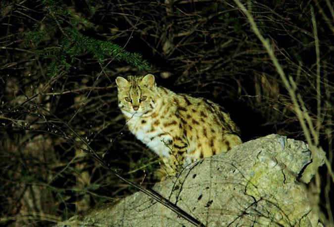 8日ツアー　高黎貢山野生動物観察