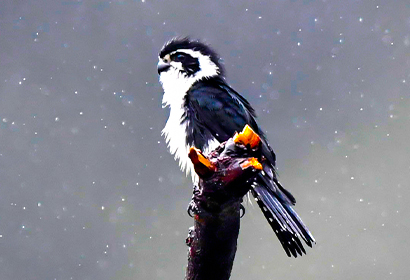 8日婺源野鳥観察撮影ツアー(夏季)