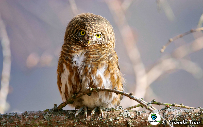 ヒメフクロウ领鸺鹠 英文名Collared Owlet 学名Glaucidium brodiei-ヒメフクロウ.jpg