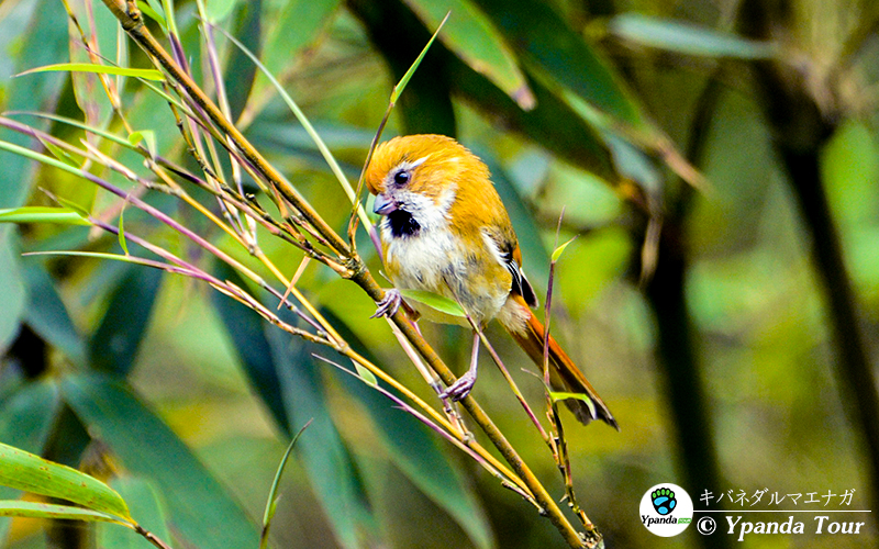 金色鸦雀  Golden Parrotbill  (Paradoxornis verreauxi)-キバネダルマエナガ.JPG