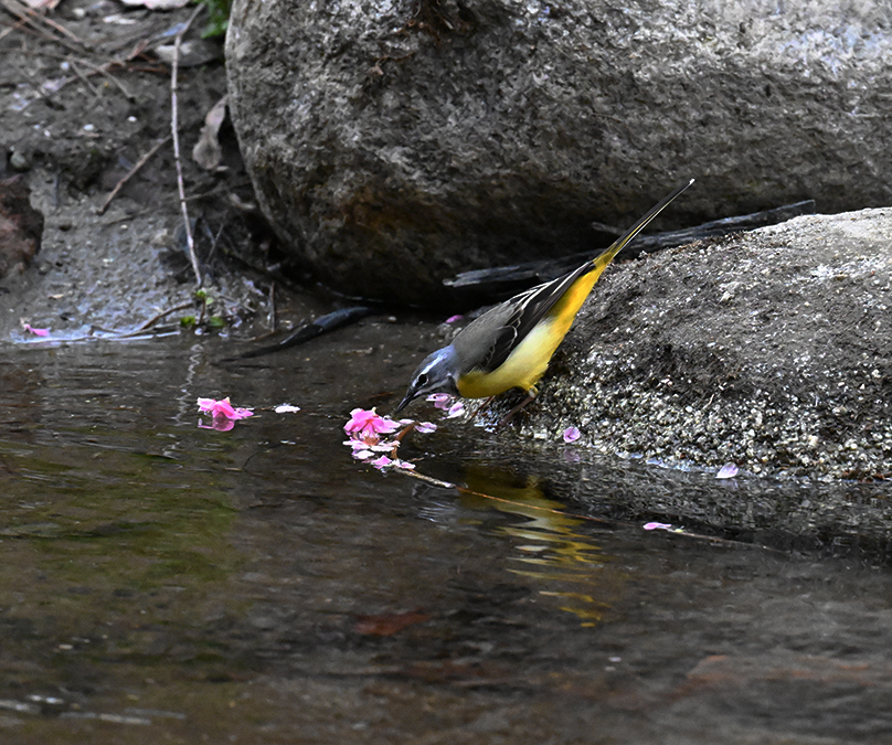 6日四川岷山東方面野鳥野生動物観察撮影ツアー