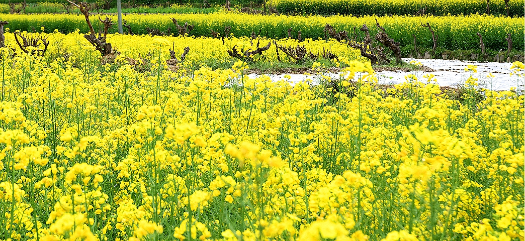 平武高村油菜花 (21)_副本.jpg