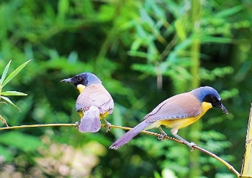8日婺源野鳥観察撮影ツアー（夏季）