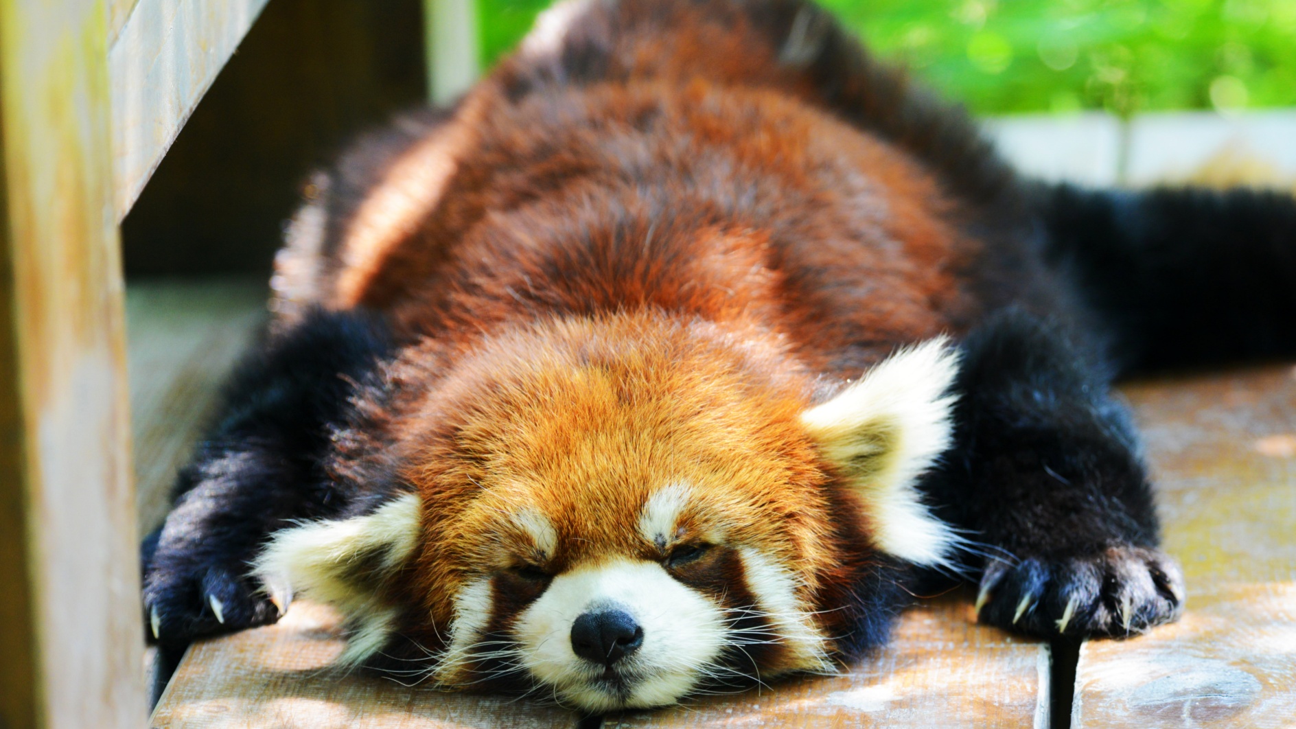 DSC_3533 小熊猫 (1)_副本.jpg