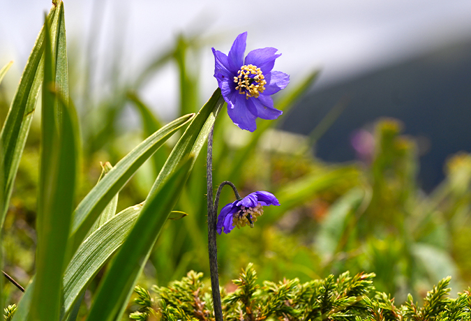 シャングリラ花紀行 ～チベットの花桃源郷～10日