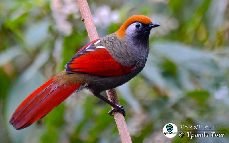 アカオガビチョウ-赤尾噪鹛-Red-tailed-Laughingthrsu-学名-Red-tailed-Laughingthrsu.jpg