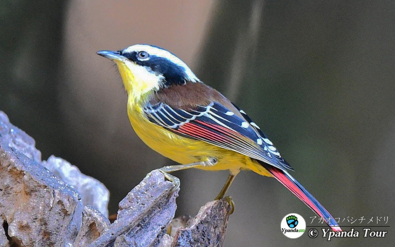 アカオコバシチメドリ-火尾希鹛-Red-tailed-Minla-学名Minla-ignotincta.jpg