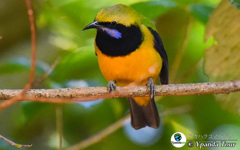 アカハラコノハドリ-橙腹叶鹎-英文名-Orange-bellied-Leafbird-学名Chloropsis-hardwickii.jpg