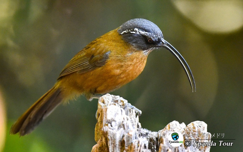 ハシナガチメドリ-剑嘴鹛--英文Slender-billed-Scimitar-Babbler-----学名Pomatorhinus-superciliaris.jpg