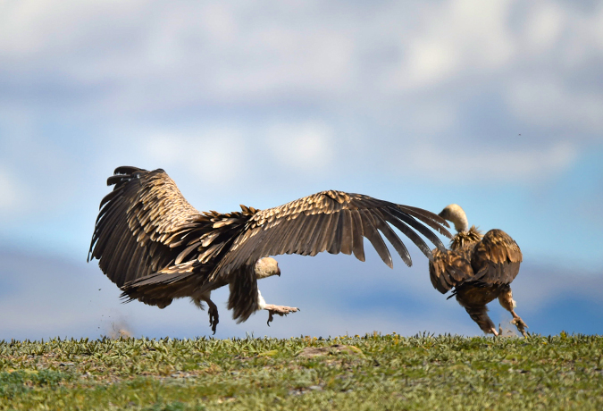青海省野生動物写真撮影9日間の旅