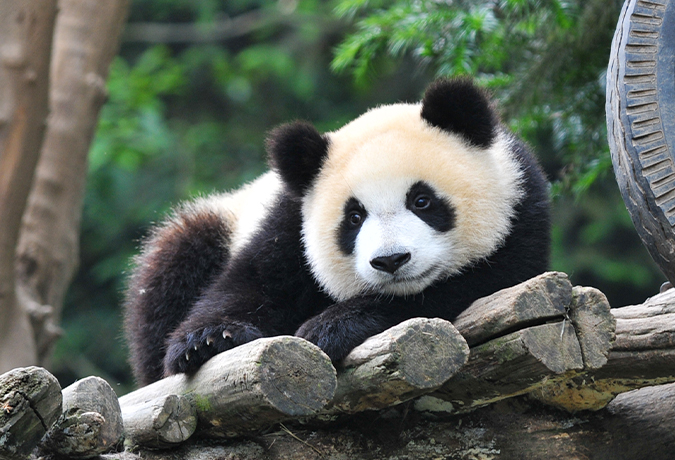2日間ツアー　シャンシャンと再会の旅