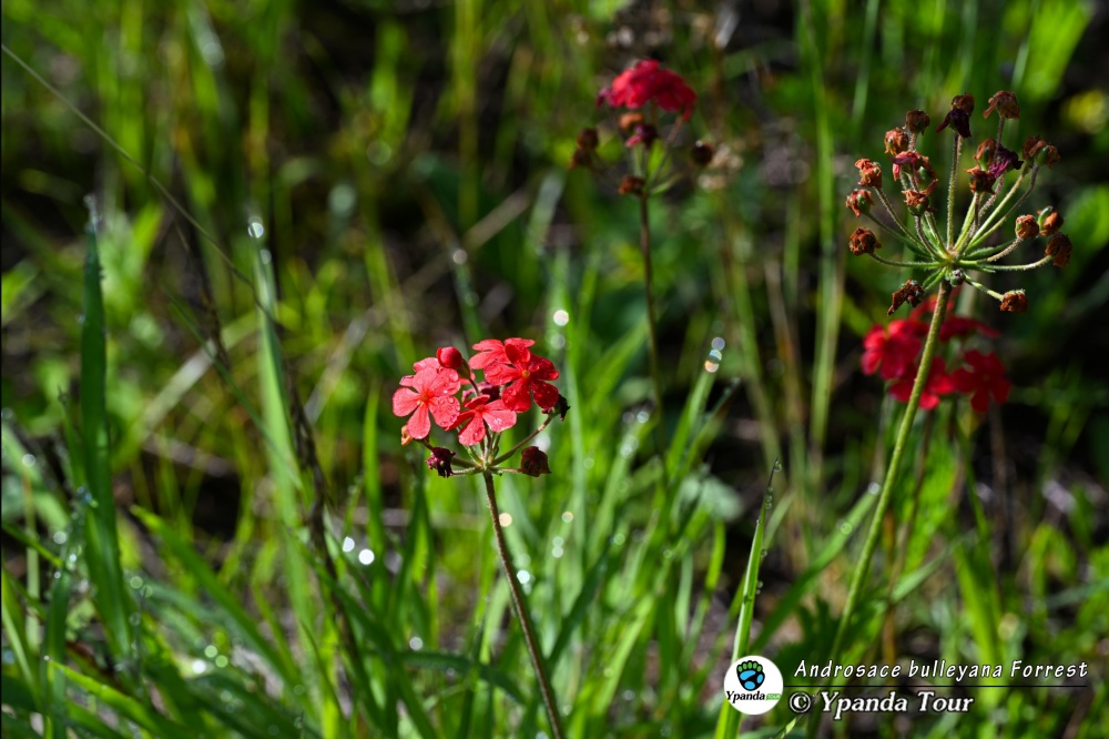 Androsace-bulleyana-Forrest-景天点地梅
