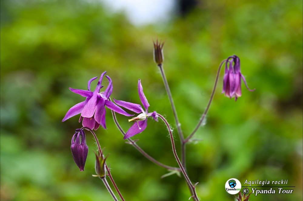 Aquilegia-rockii-直距耧斗菜-(2).jpg