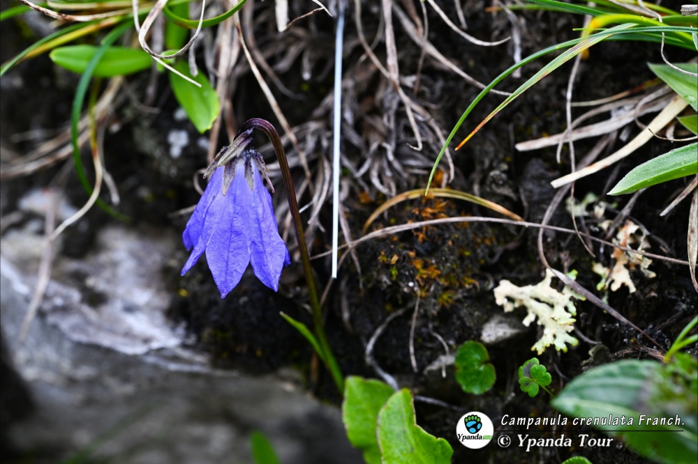 Campanula-crenulata-Franch.-流石风铃草-(3).jpg