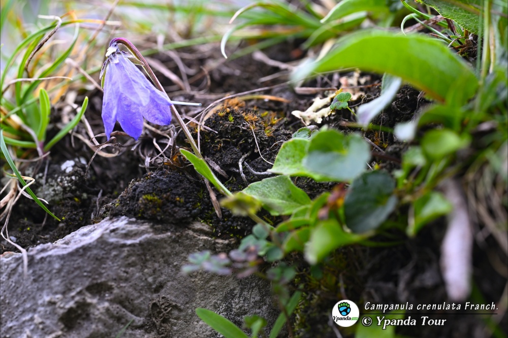 Campanula-crenulata-Franch.-流石风铃草.jpg