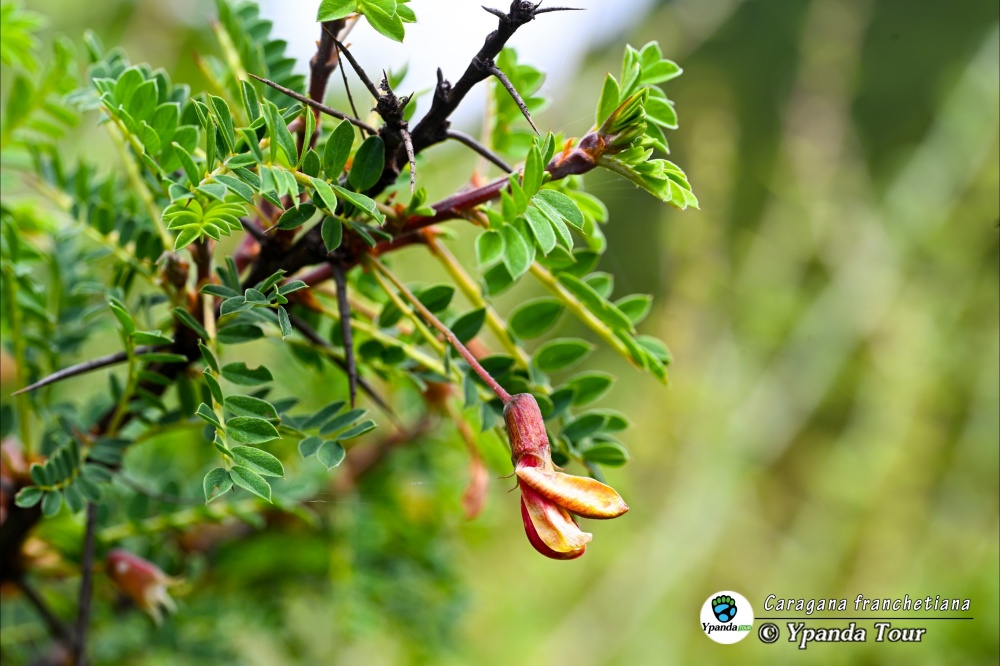 Caragana-franchetiana-云南锦鸡儿.jpg