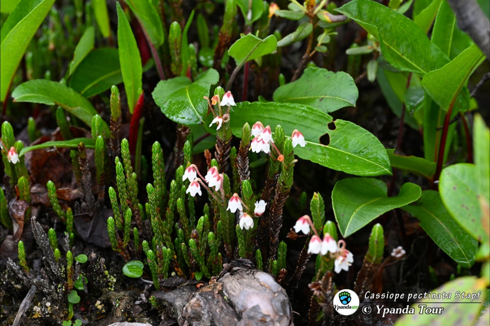 Cassiope-pectinata-Stapf-篦叶岩须-(2).jpg