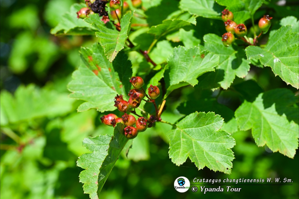 Crataegus-chungtienensis-W.-W.-Sm.-中甸山楂-(2).jpg