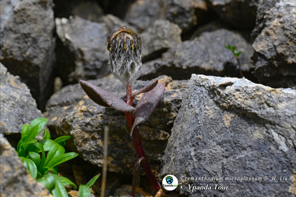 Cremanthodium-microglossum-S.-W.-Liu-小舌垂头菊.jpg