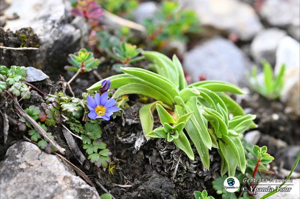 Gentiana-crassula　景天叶龙胆.jpg