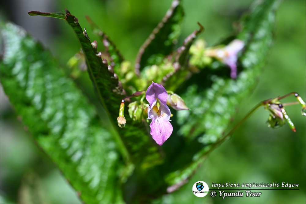 Impatiens-amplexicaulis-Edgew.-抱茎凤仙花.jpg