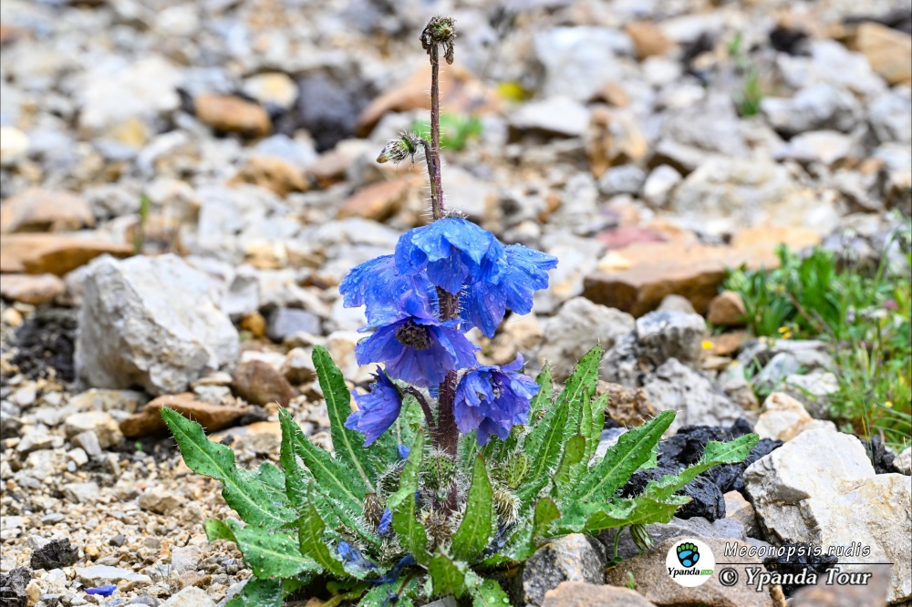 Meconopsis-rudis--宽叶绿绒蒿-(22).jpg