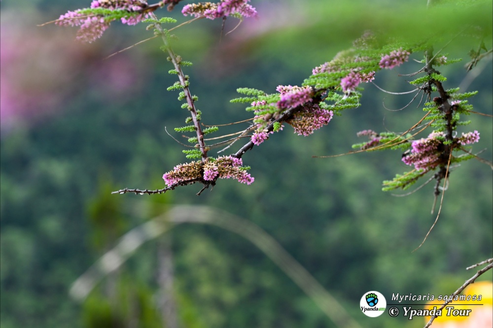 Myricaria-squamosa-具鳞水柏枝-(3).jpg