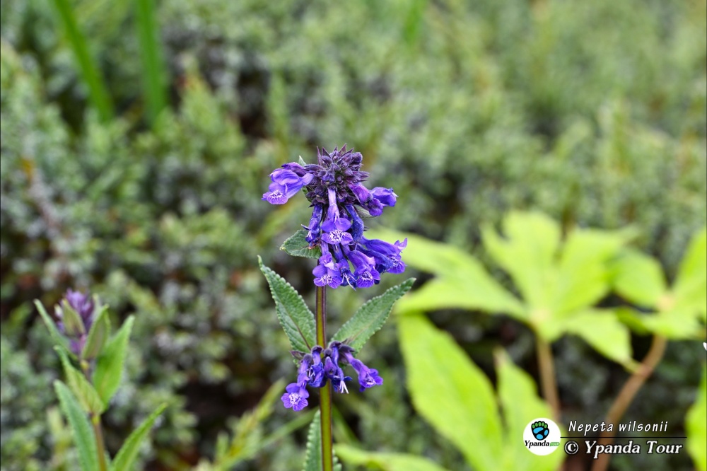 Nepeta-wilsonii-圆齿荆芥-(2).jpg