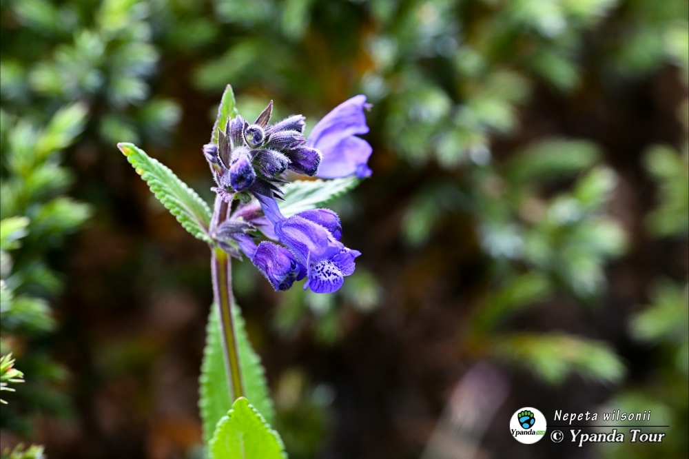 Nepeta-wilsonii圆齿荆芥-(3).jpg