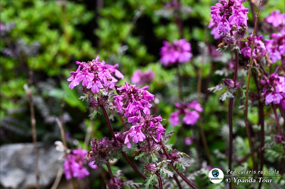 Pedicularis-rupicola-岩居马先蒿-(2).jpg