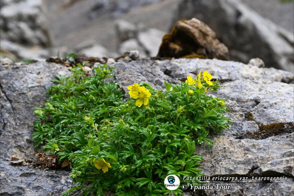 Potentilla-eriocarpa-var.-tsarongensis-裂叶毛果委陵菜-(2).jpg