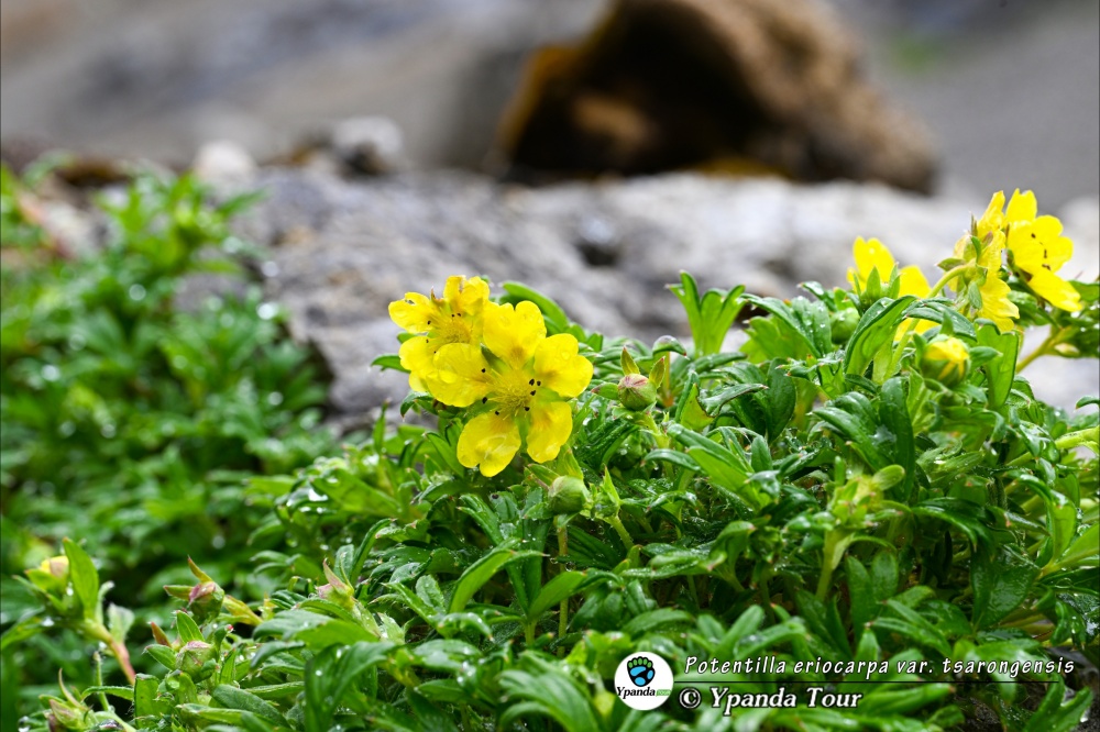 Potentilla-eriocarpa-var.-tsarongensis-裂叶毛果委陵菜-(3).jpg