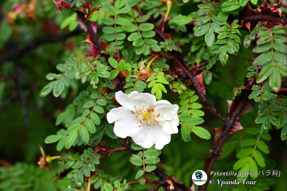 Potentilla-glabra(バラ科)-银露梅-(5).JPG