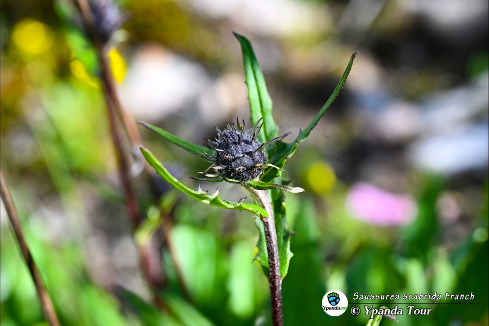 Saussurea-scabrida-Franch.-糙毛风毛菊.JPG