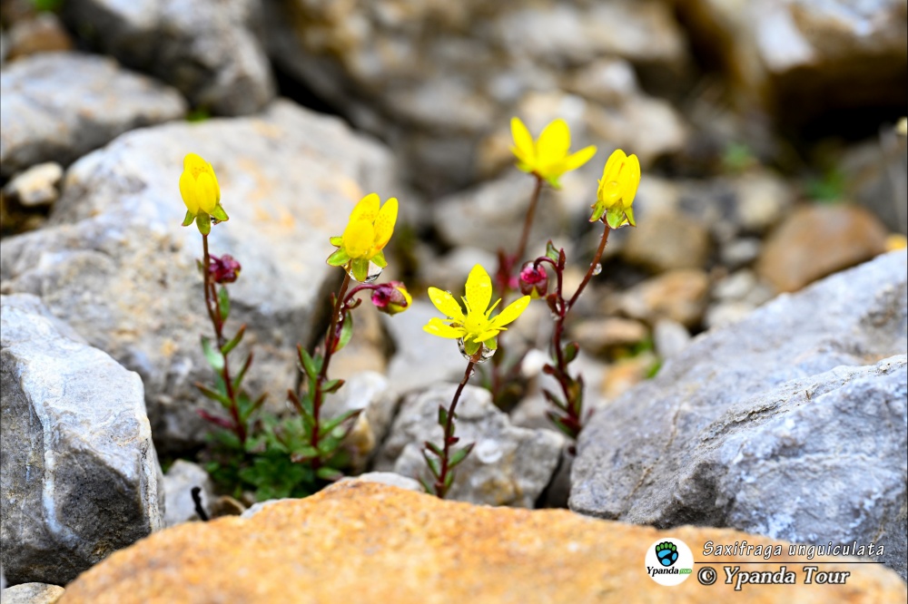 Saxifraga-unguiculata-爪瓣虎耳草
