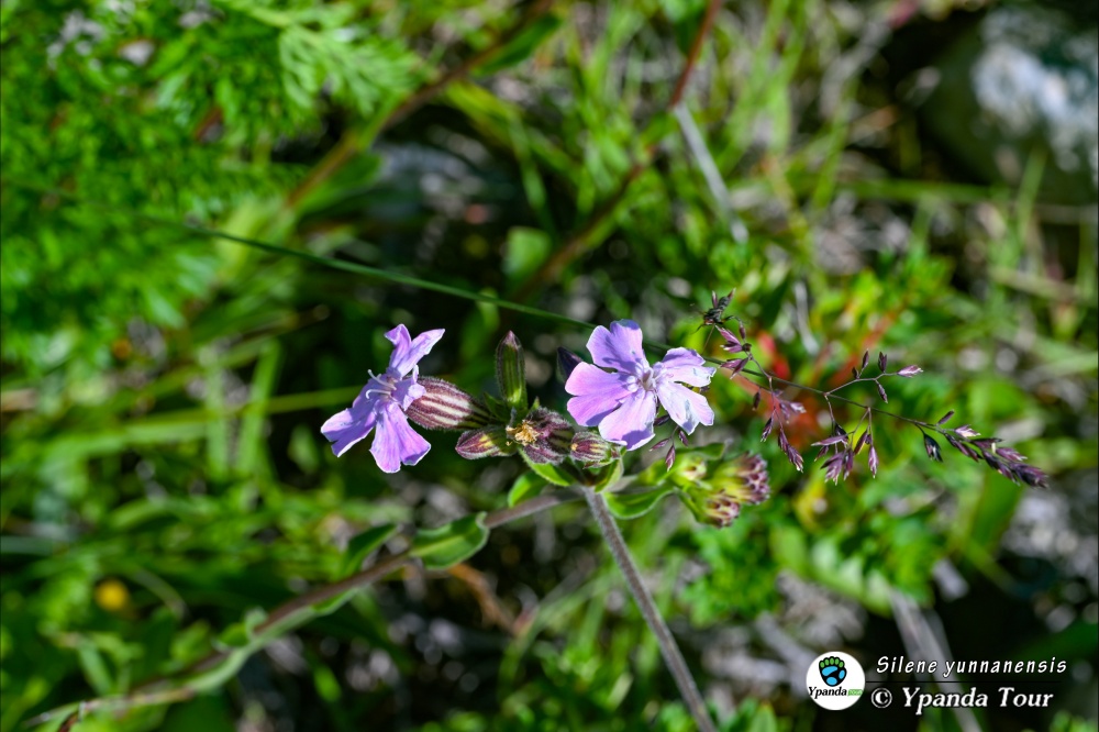 Silene-yunnanensis-云南蝇子草.JPG
