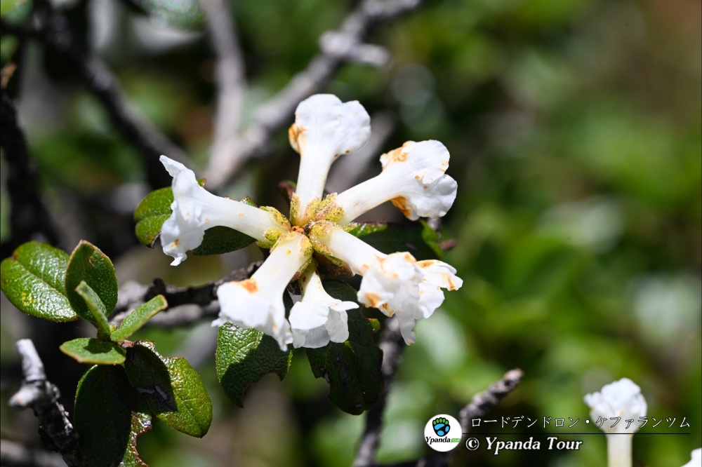 ロードデンドロン・ケファランツム-毛喉杜鹃-(3).jpg