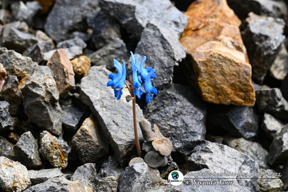 Corydalis-hemidicentra-Hand.-Mazz.-半荷包紫堇