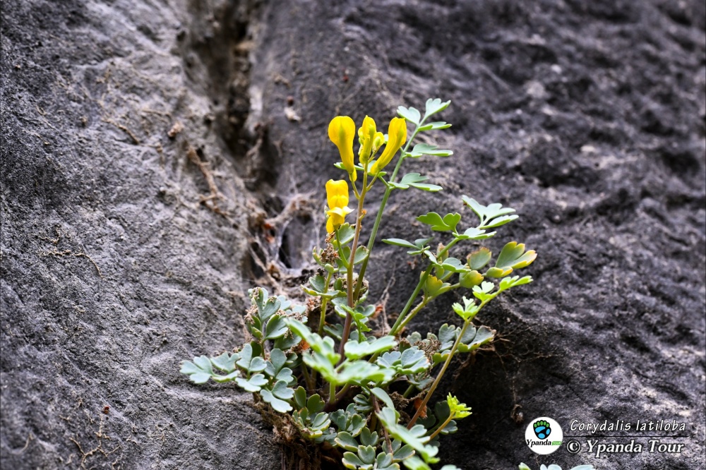 Corydalis-latiloba-宽裂黄堇