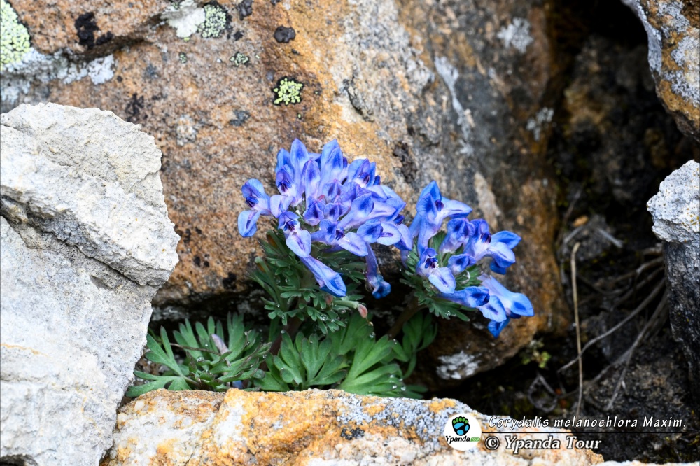 Corydalis-melanochlora-Maxim.-暗绿紫堇