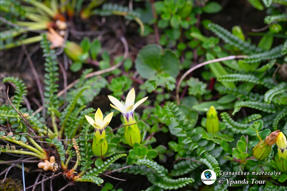 Cyananthus-macrocalyx-大萼蓝钟花