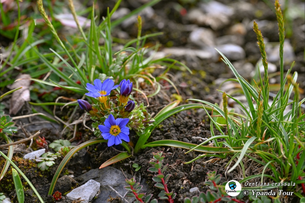 Gentiana-crassula 景天叶龙胆