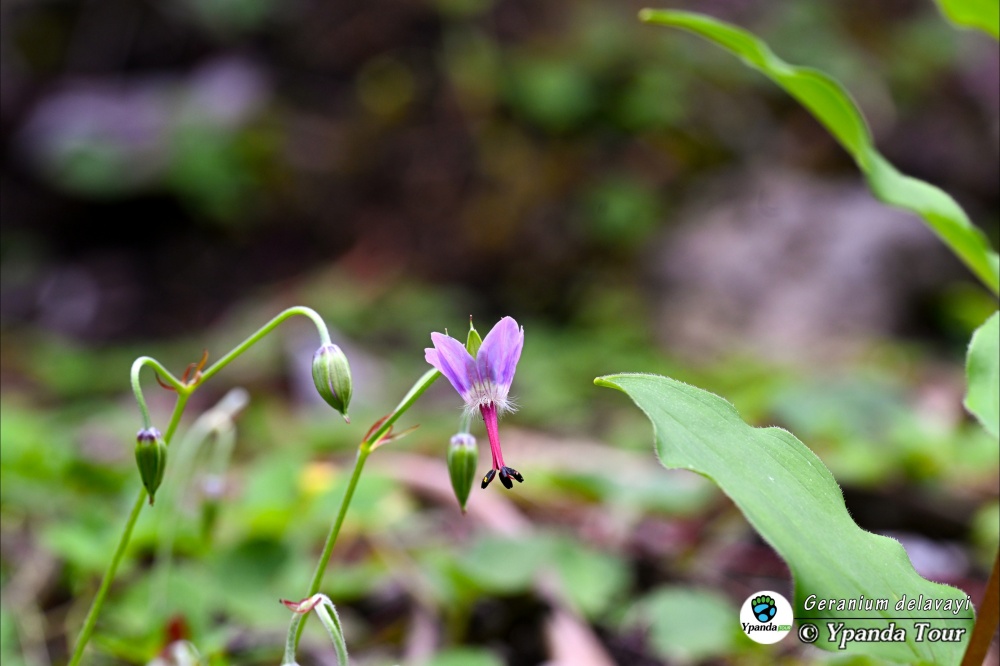 Geranium-delavayi-五叶老鹳草