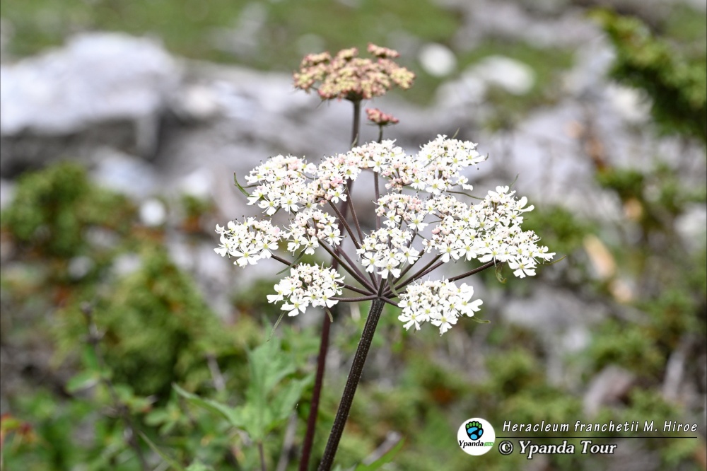 Heracleum-franchetii-M.-Hiroe-尖叶独活