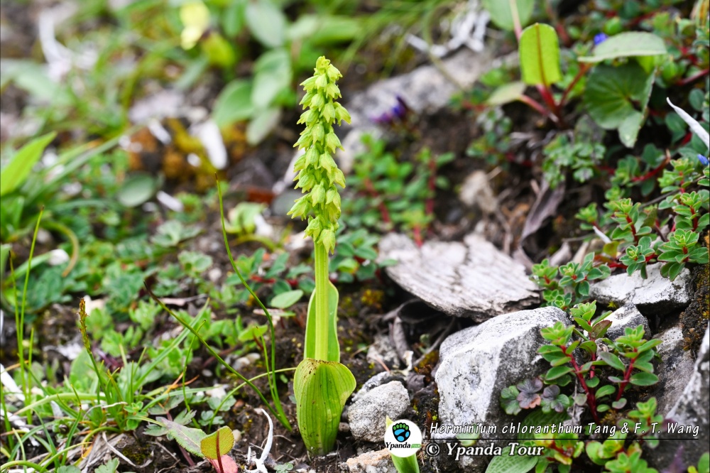 Herminium-chloranthum-Tang-&-F.-T.-Wang-矮角盘兰