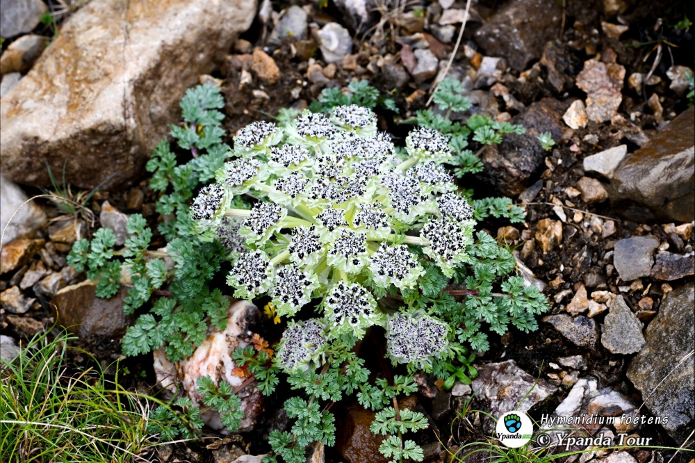 Hymenidium-foetens-丽江滇藁本
