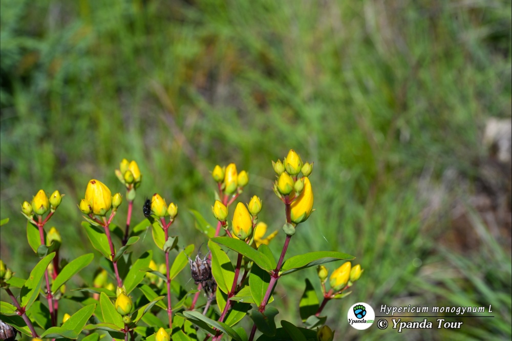 Hypericum-monogynum-L.-金丝桃