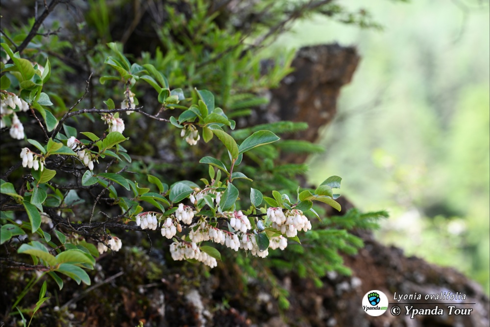 Lyonia-ovalifolia-珍珠花